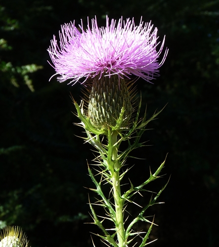 {Cirsium discolor}